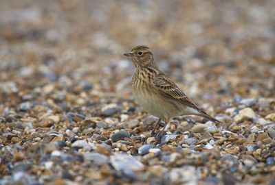 Skylark