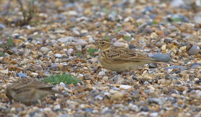 Skylark