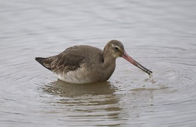 Black-tailed Godwit