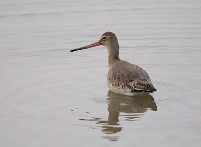 Black-tailed Godwit