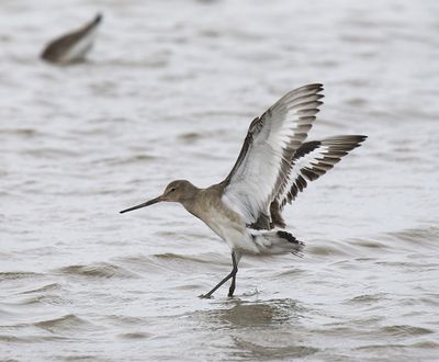 Godwit, Black-tailed