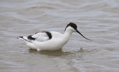 Avocet