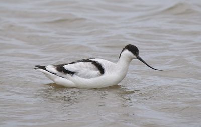 Avocet