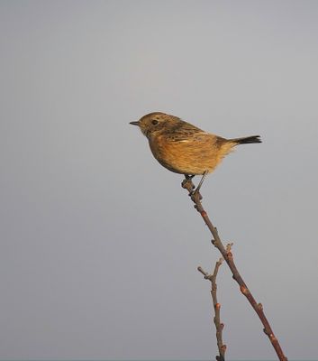 Stonechat