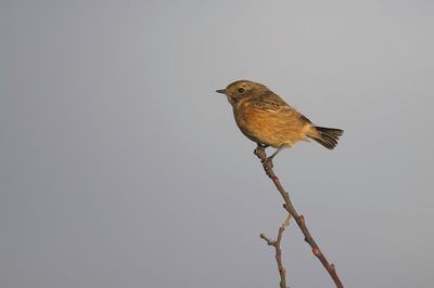 Stonechat
