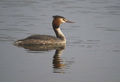 Great Crested Grebe