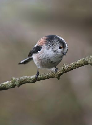 Long-tailed Tit