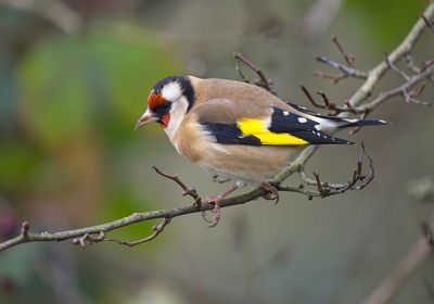 Goldfinch