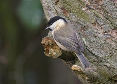 Willow Tit