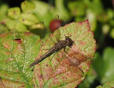 Common Darter