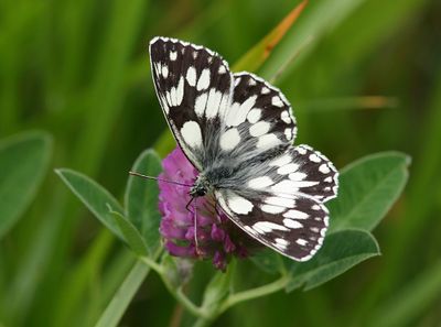 Marbled White