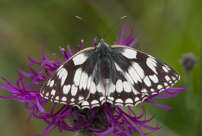 Marbled White
