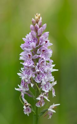 Common Spotted Orchid