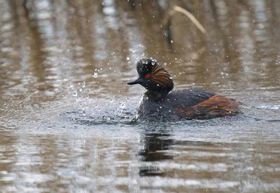 Black-necked Grebe