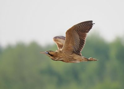 Bittern