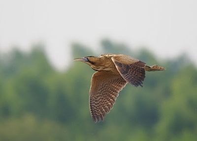 Bittern