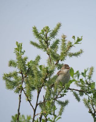 Reed Warbler