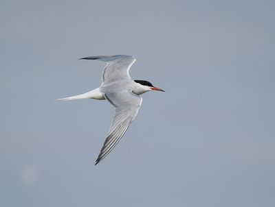 Common Tern