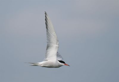 Common Tern