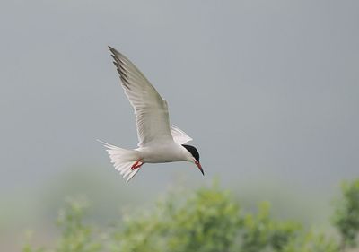 Common Tern