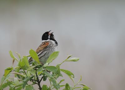Reed Bunting