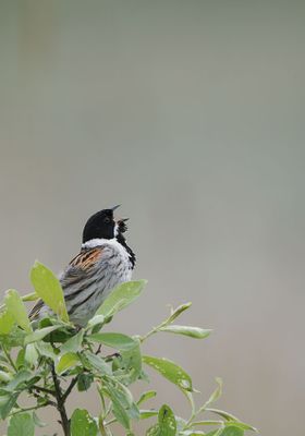 Reed Bunting