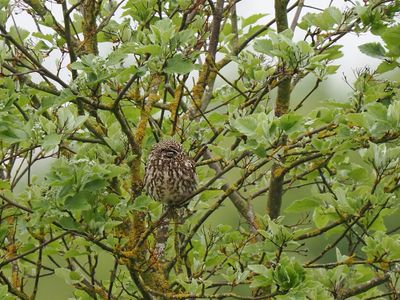 Little Owl