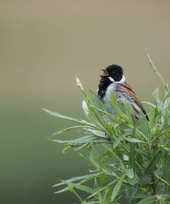 Reed Bunting
