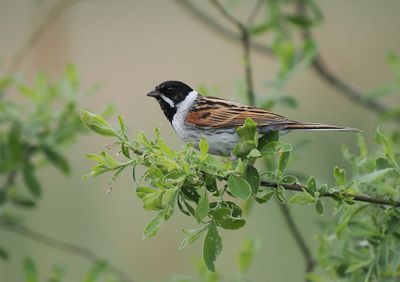 Reed Bunting