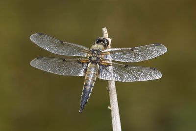 Four-spotted Chaser