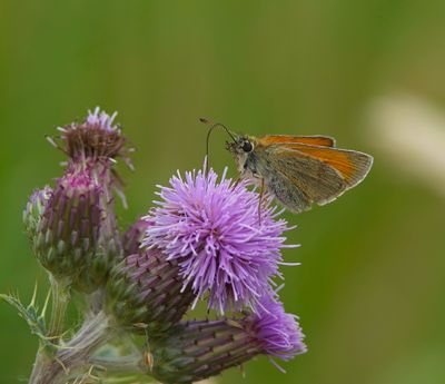 Essex Skipper ?