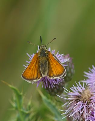 Essex Skipper ?