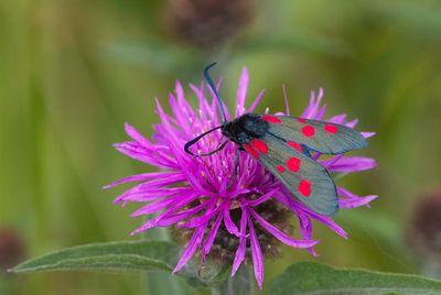 Six-spot Burnet