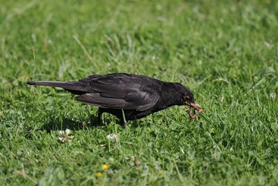 Blackbird