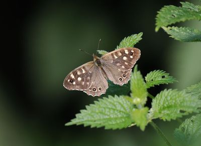 Speckled Wood