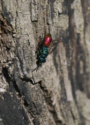 Ruby-tailed Wasp / Cuckoo Wasp sp.
