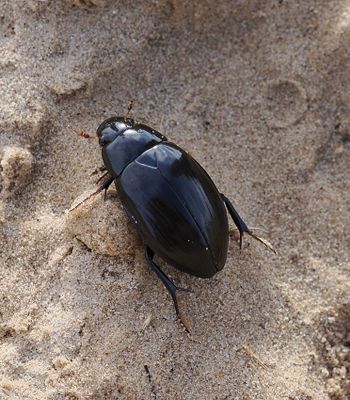 Gravedigger Dung Beetle