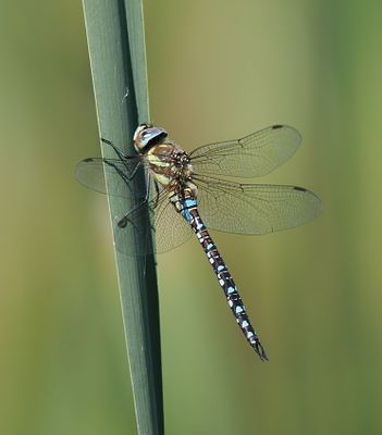 Migrant Hawker