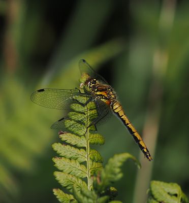 Black-tailed Skimmer