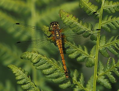 Black-tailed Skimmer