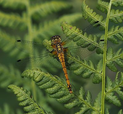 Black-tailed Skimmer
