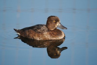 Tufted Duck