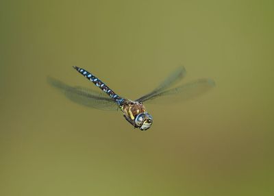 Migrant Hawker