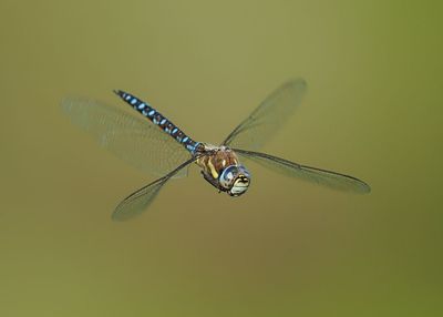 Migrant Hawker