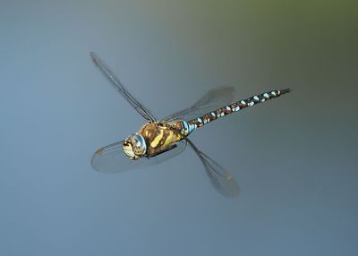Migrant Hawker
