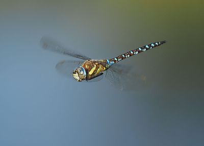 Migrant Hawker