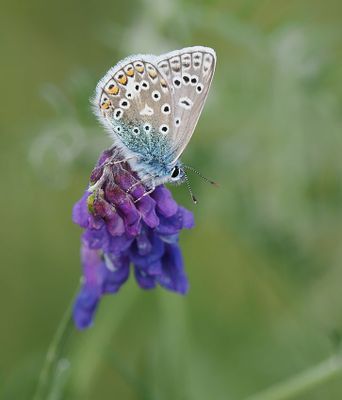 Common Blue