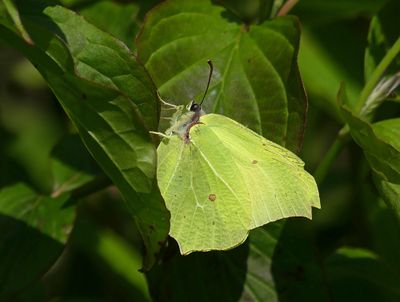 Brimstone