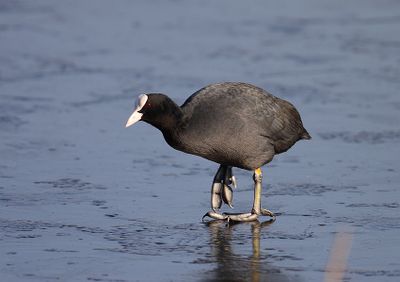 Coot