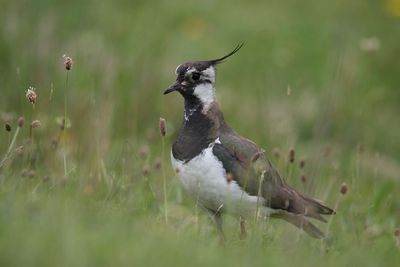Lapwing
